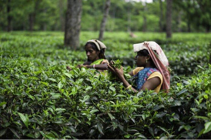 assam tea garden
