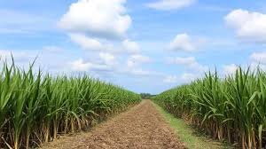 images - 2025-04-15T213309.346 Field