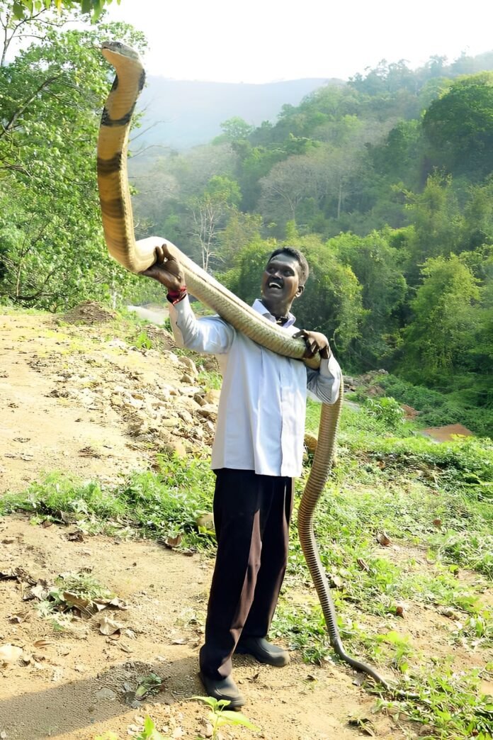 12-Foot Python in Boko