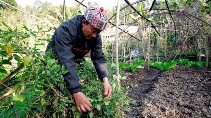 Farmer Training Under Viksit Krishi Sankalp Abhiyan in Sikkim