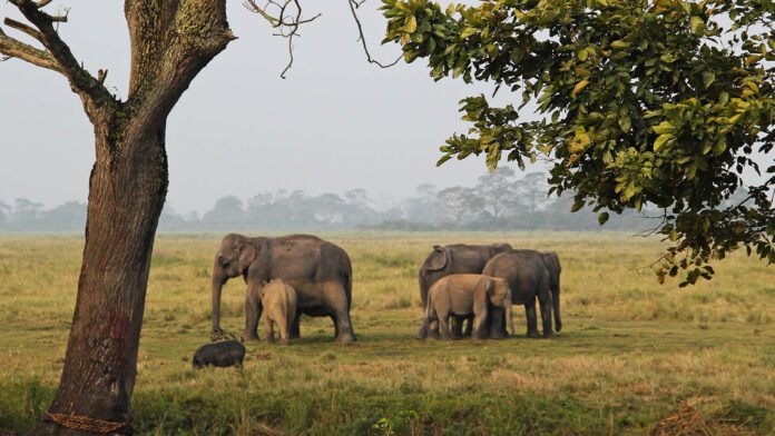 Assam-elephants-1 man-elephant conflict in Assam