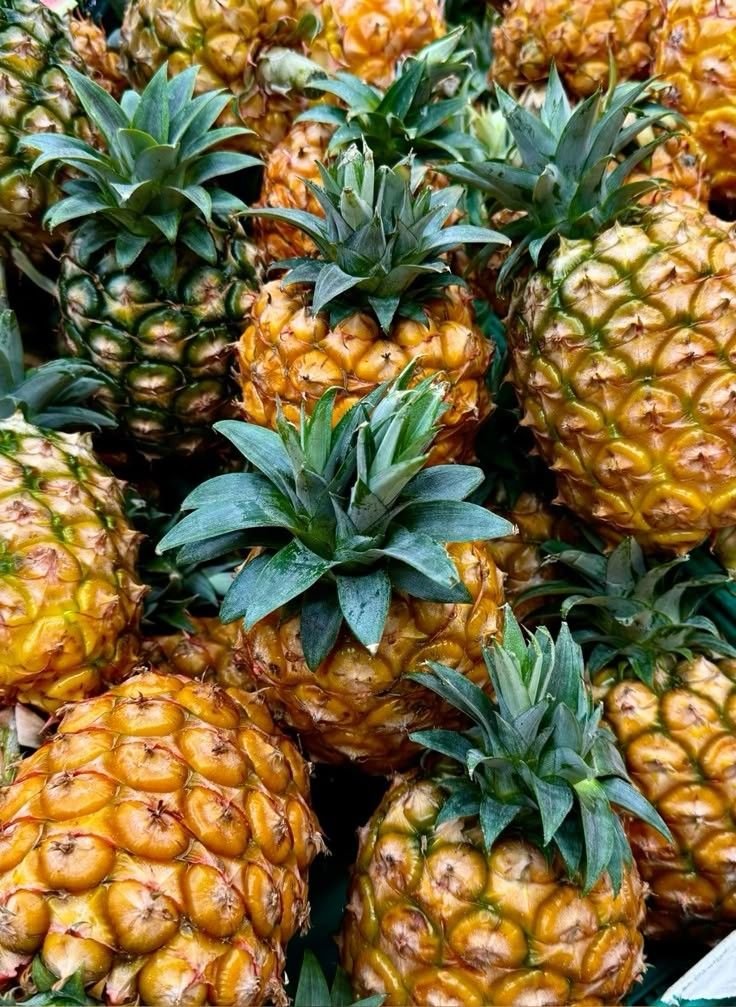 Pineapple farmers in Cachar