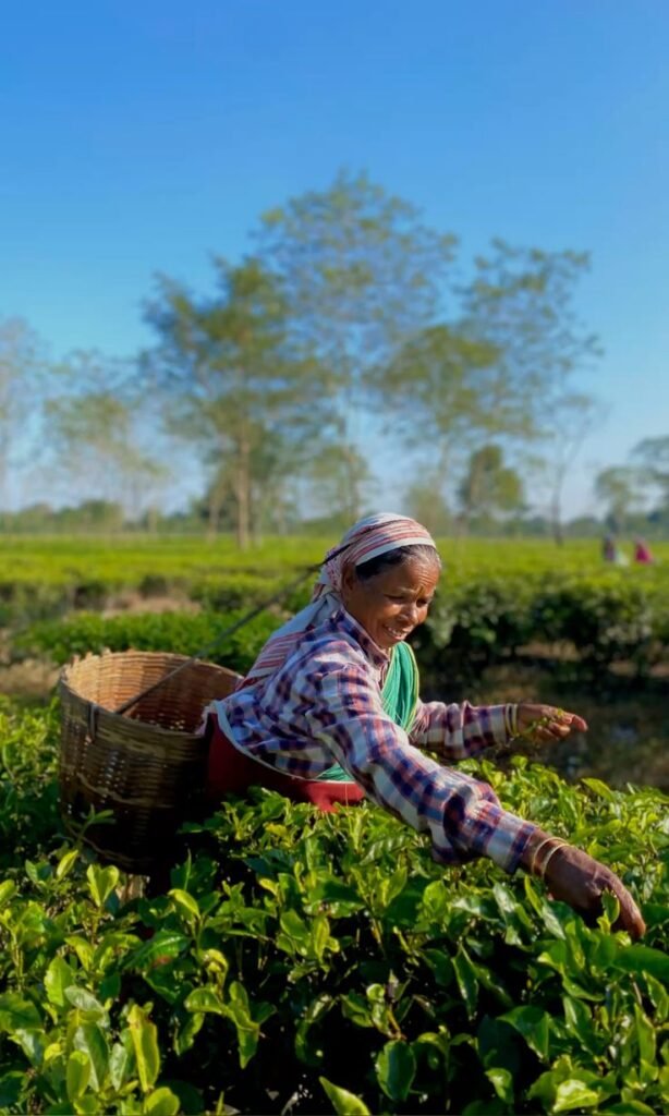 Assam Tea showcased in NYC