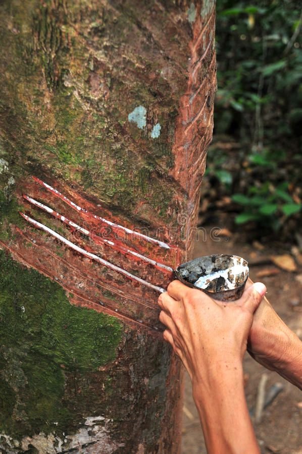 Rubber production in Northeast India