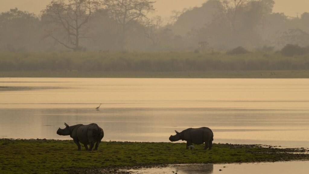 One-horned rhino walking in Kaziranga grasslands