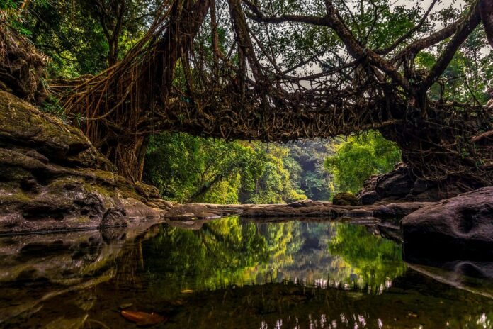 Nature Escapes in Meghalaya – Top 10 Attractions View of living root bridge surrounded by green forest in Meghalaya
