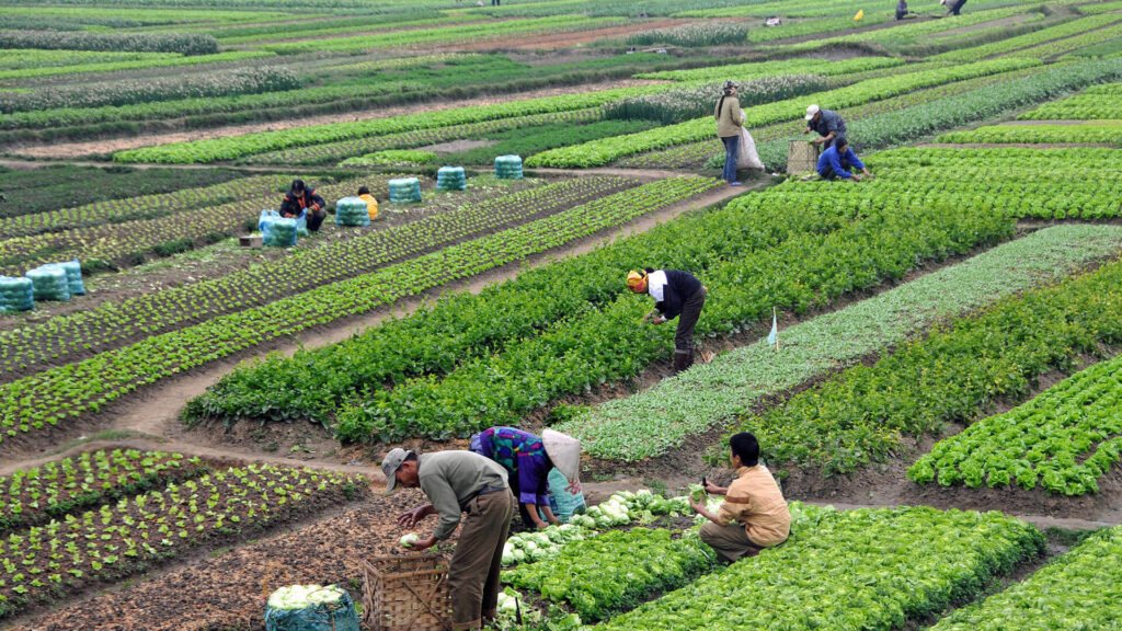 Bajali Agro facility rural livelihoods