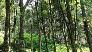 images (73) Tripura agarwood industry