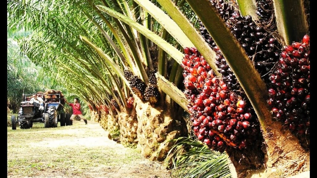 Oil palm cultivation in Tripura