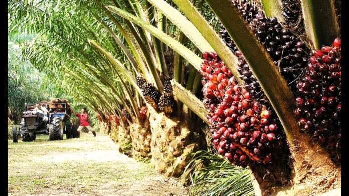 Oil palm cultivation in Tripura