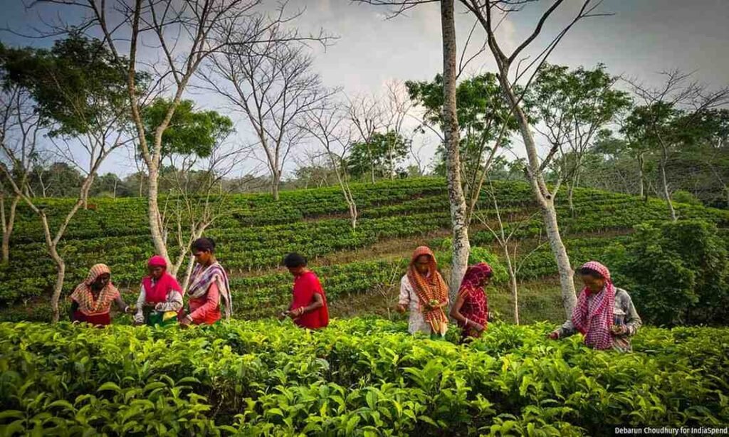 Powai Tea Estate workers protest adhoc union