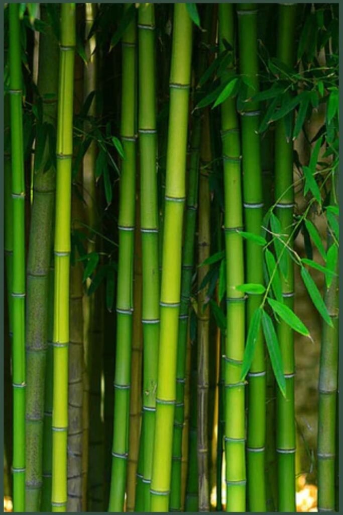 bamboo eco composites