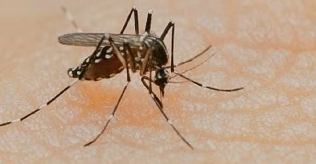 Nagaland encephalitis cases lead to health department advisory