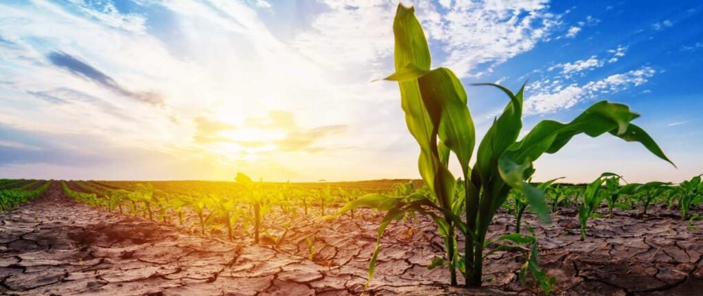 Tripura organic farming exports