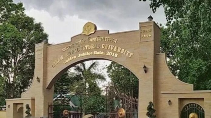 Purple rice variety being cultivated in Assam fields