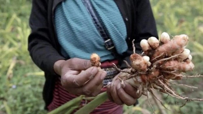 Lakadong turmeric farmers harvesting turmeric roots in West Jaintia Hills, Meghalaya