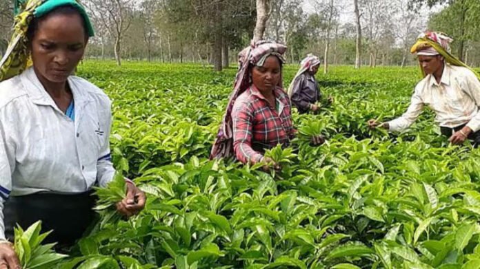 Assam tea associations meeting with Tea Board officials on imports and auctions