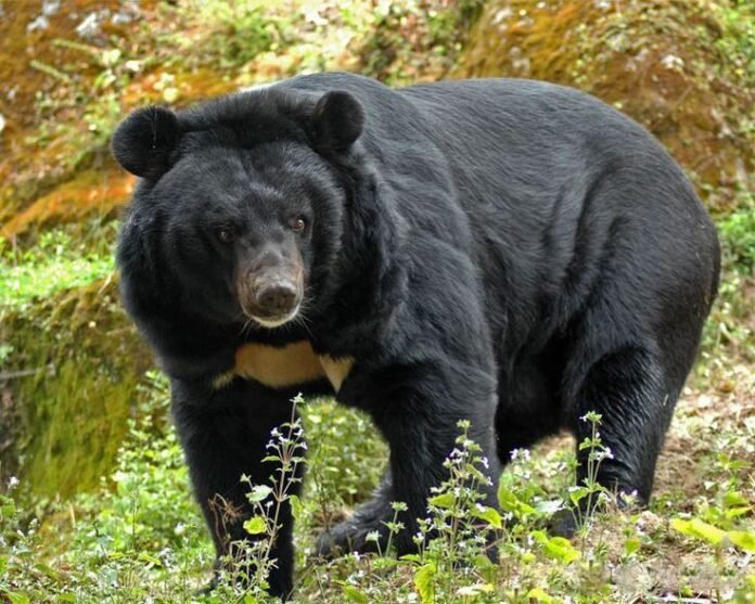 bear species in Manipur at risk