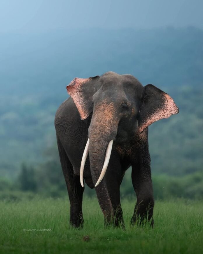 Goalpara wild elephant injury