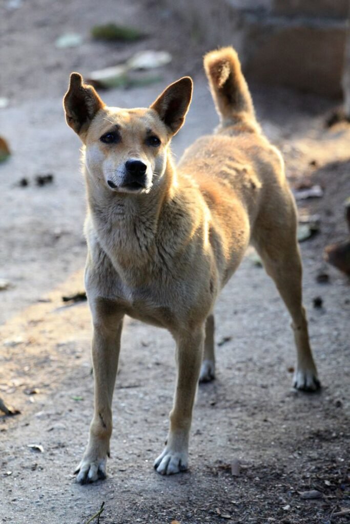 Assam dog bite cases rise