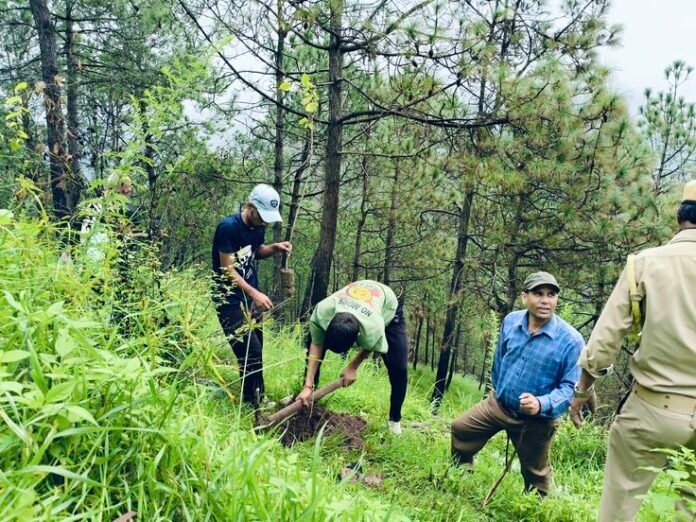 Rengma Forest plantation