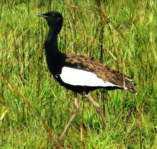 The Bengal Florican Assam bird biodiversity conservation