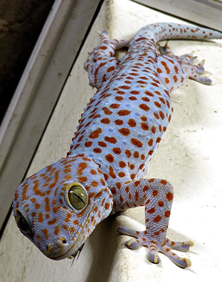 Gecko Species