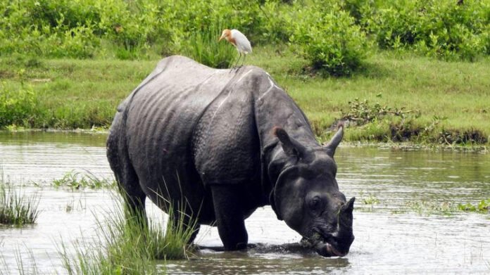 Kaziranga's Bagori Range opens for tourists