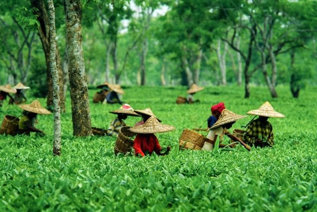 Assam tea growers prices Assam tea growers prices