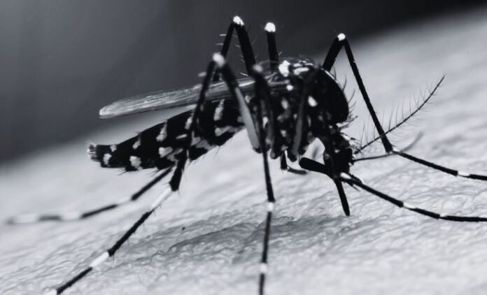 Japanese Encephalitis in Assam