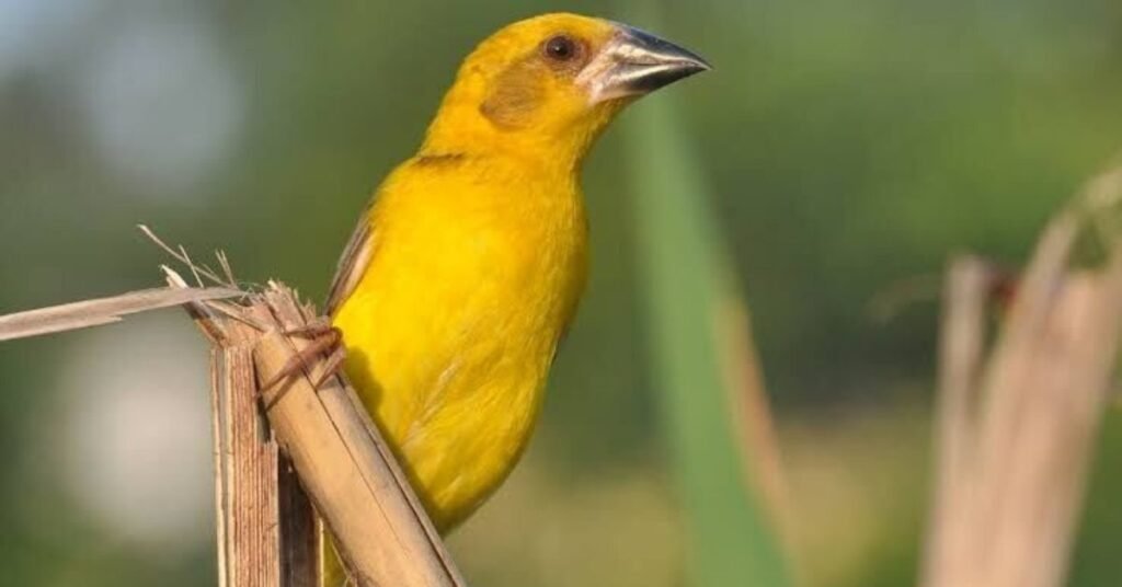 Kaziranga unveils first Grassland Bird Survey