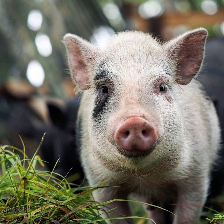 African Swine Fever in Tripura