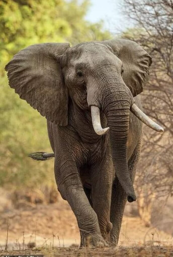 elephant breaks barricade Golaghat