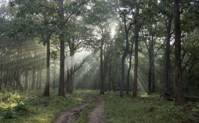 USMT Meghalaya forest land case USMT Meghalaya forest land case