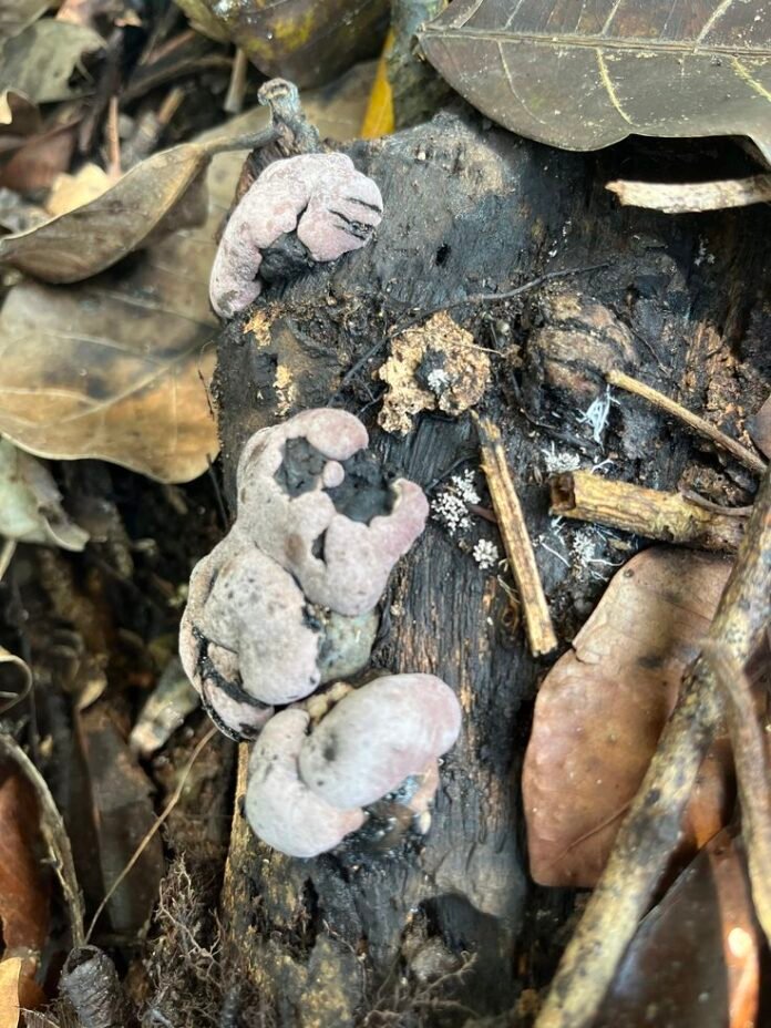 Tripura organic mushroom cultivation