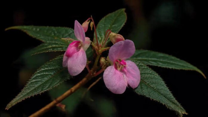 Impatiens Rajibiana Found In Arunachal Pradesh