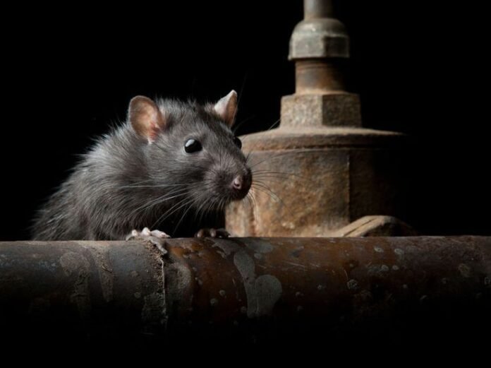 Thingtam rodent explosion Mizoram