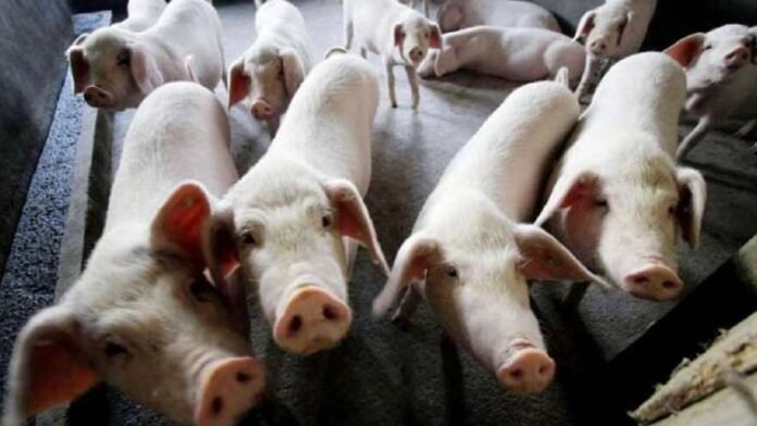 Tripura bans pig transport without approval amid infectious disease concerns
