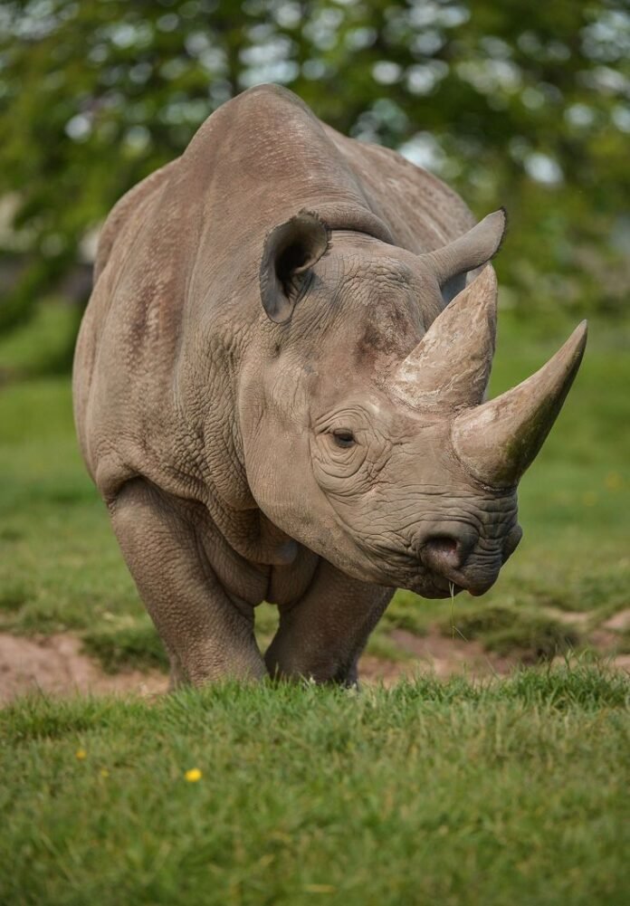 Jaldapara rhino rescue