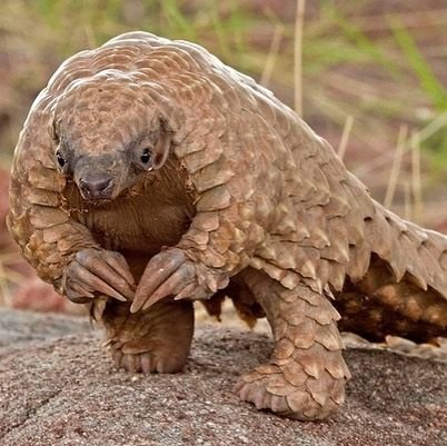 pangolin scales seized in Barpeta