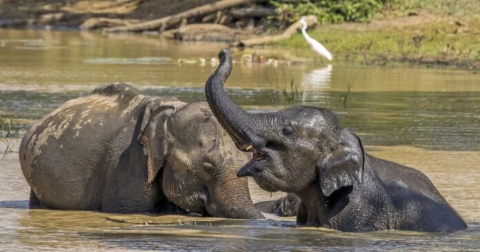 179150-nliplfmupn-1661860200 Elephant Raids