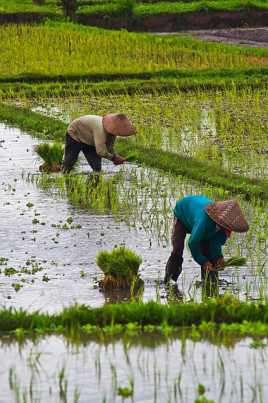 Meghalaya Organic Week
