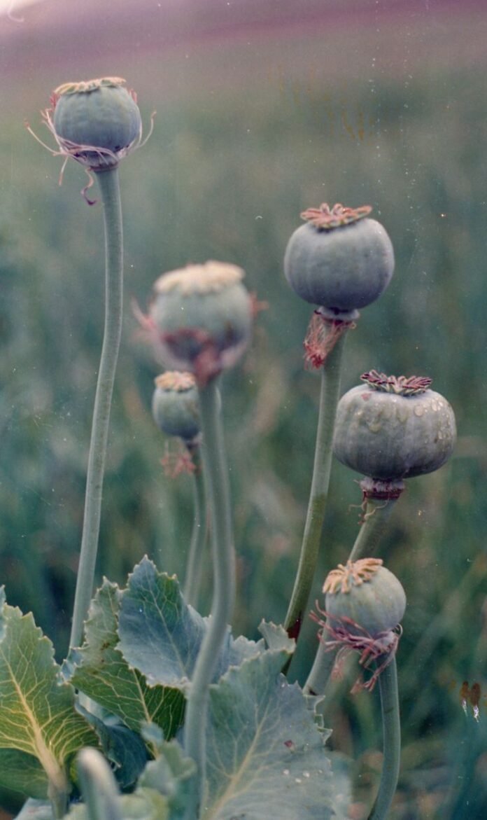 35 acres poppy fields