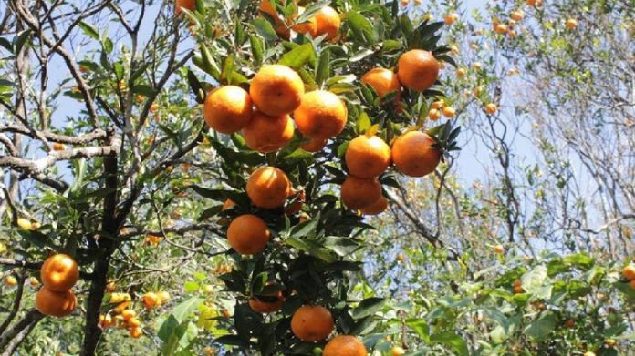 Meghalaya: Hundred Drums Wangala Festival committee to host Narang Festival at Chibragre on December 18