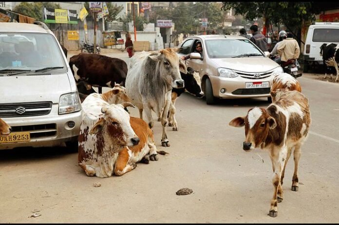 plastic waste endangers