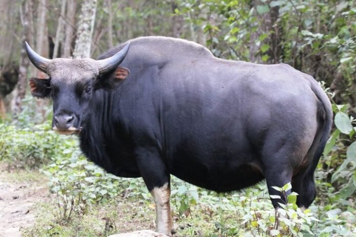 Nagaland Mithun Northeast livestock breeds
