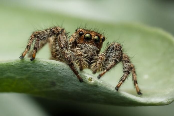 Meghalaya jumping spider discovery ZSI