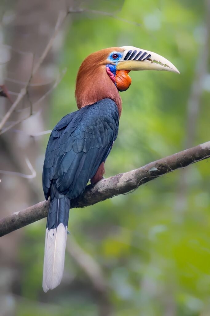 Rufous-necked Hornbill