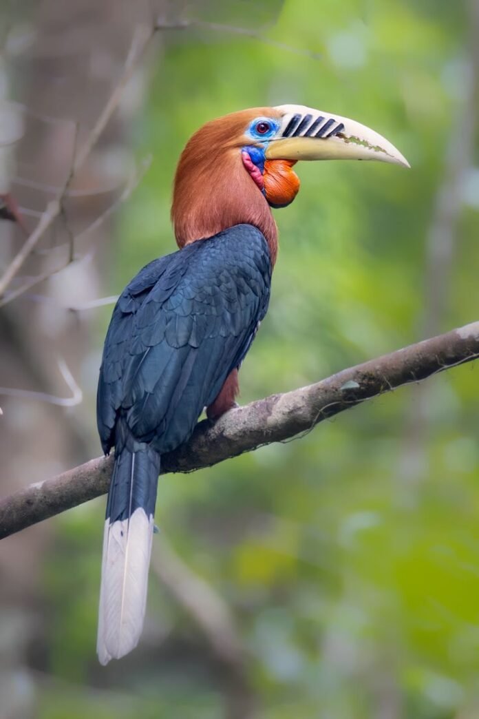 Rufous-necked Hornbill
