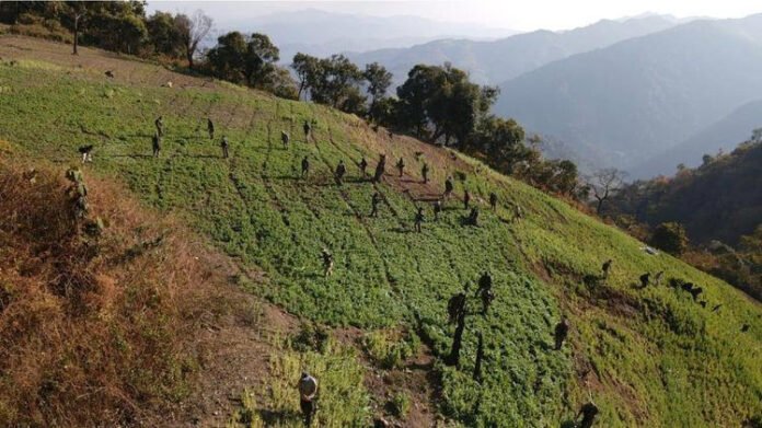 Security forces step up operations across Manipur; poppy fields destroyed, militants arrested